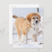 雪素晴らしの中のピレネーの子犬 シーズンポストカード (正面/裏面)