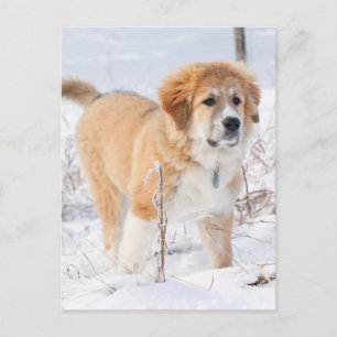 雪素晴らしの中のピレネーの子犬 シーズンポストカード