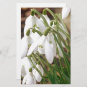 雪素晴らし粒 便箋 (正面/裏面)