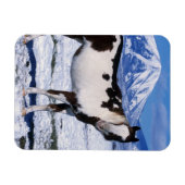 雪絵を描の中に立つ馬 マグネット (横)