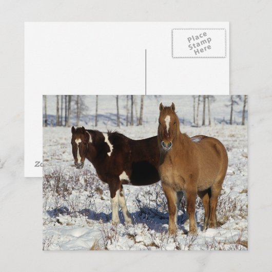 雪絵を描の中の馬 ポストカード (正面/裏面)