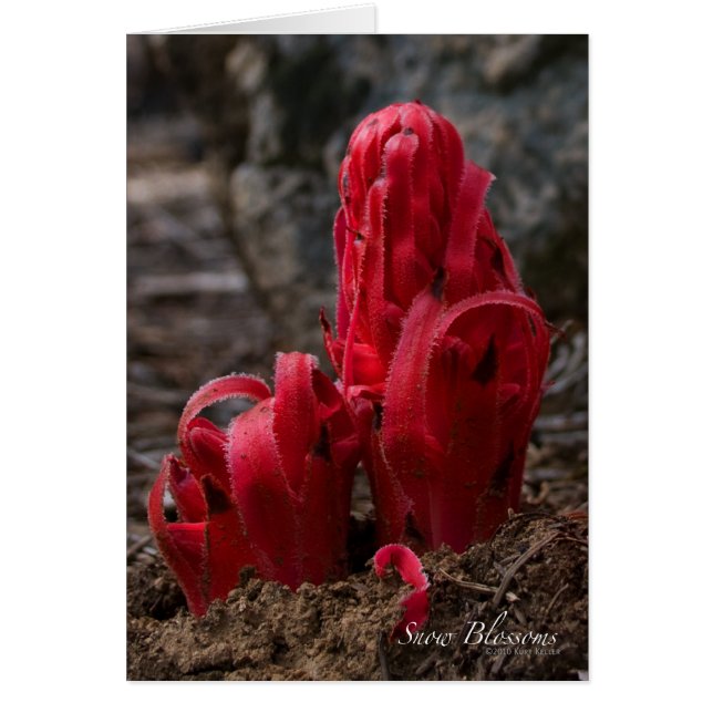 雪花カード (正面)