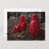 雪花写真 ポストカード (正面/裏面)