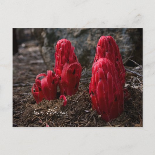 雪花写真 ポストカード (正面)