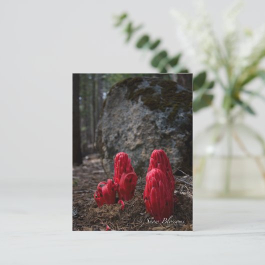 雪花写真 ポストカード (スタンド正面)