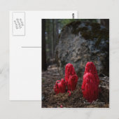 雪花写真 ポストカード (正面/裏面)