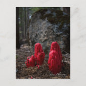 雪花写真 ポストカード (正面)