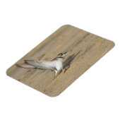 雪解け千鳥ストレッチ マグネット (左側)