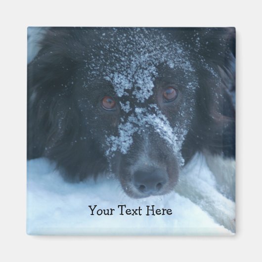 雪面コリー縁どカワイトドッグ マグネット (正面)