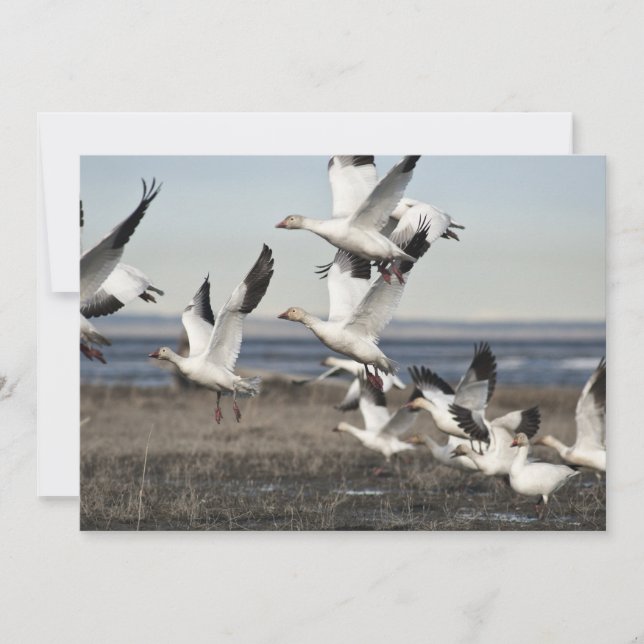 雪飛んでいる草 (正面)