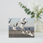 雪飛んでいる草 ポストカード (スタンド正面)