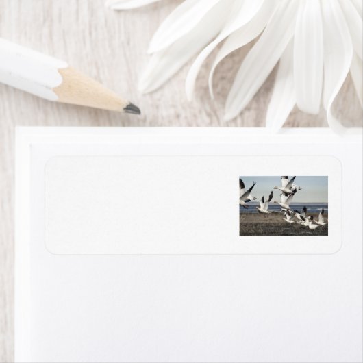 雪飛んでいる草 ラベル (インサイチュ)