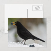 雪食べ物の黒鳥の葡萄 ポストカード (正面/裏面)