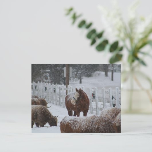 雪馬メリークリスマス! シーズンカード (スタンド正面)