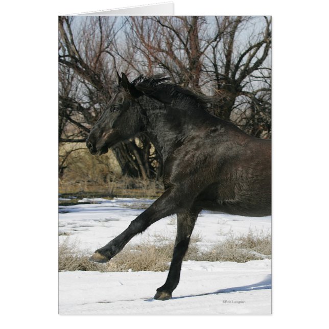 雪2の野生のムスタングの馬 (正面)