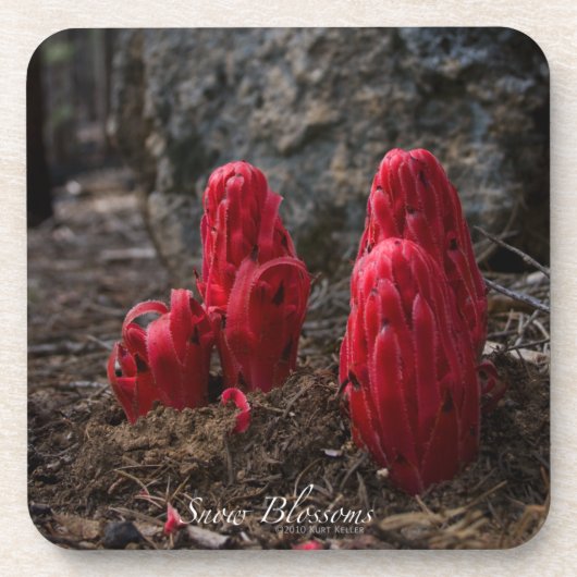 雪 コースター (正面)