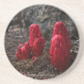 雪 コースター (正面)