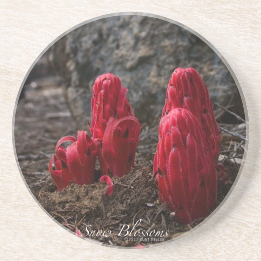 雪 コースター (正面)