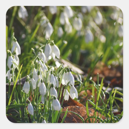 雪 スクエアシール (正面)