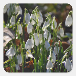 雪 スクエアシール