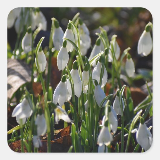 雪 スクエアシール (正面)