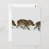 雪、ドイツのイノシシのコブタ ポストカード (正面/裏面)