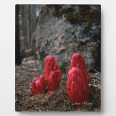 雪 フォトプラーク (正面)