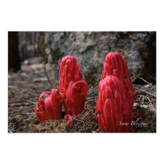 雪 フォトプリント            (正面)