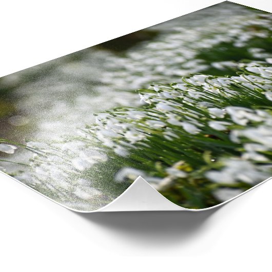 雪 フォトプリント            (角)