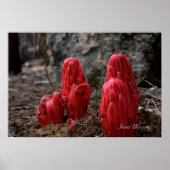 雪 ポスター (正面)