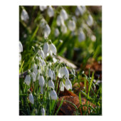 雪 ポスター (正面)