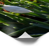 雪 ポスター (コーナー)