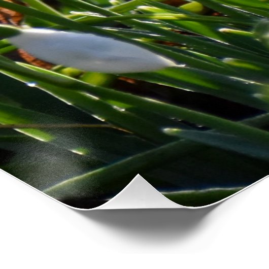 雪 ポスター (コーナー)