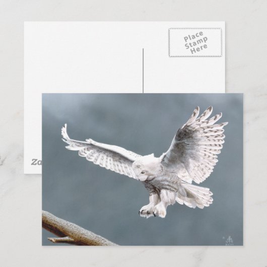 雪 ポストカード (正面/裏面)