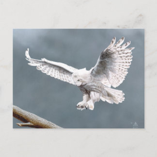 雪 ポストカード