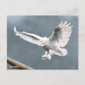 雪 ポストカード (正面)