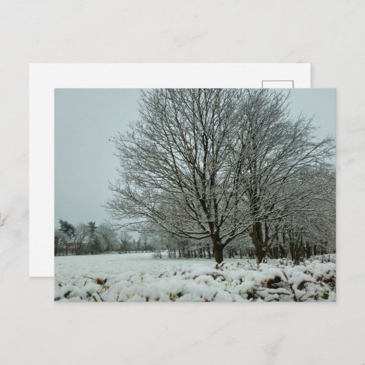 雪 ポストカード (正面/裏面)