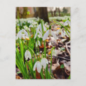 雪 ポストカード (正面)