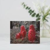 雪 ポストカード (スタンド正面)