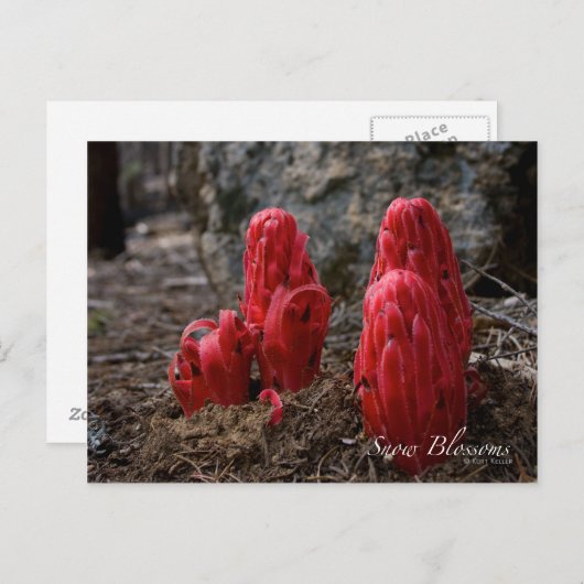 雪 ポストカード (正面/裏面)