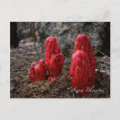 雪 ポストカード (正面)