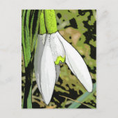 雪 ポストカード (正面)