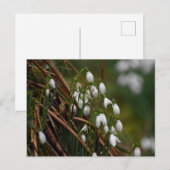 雪 ポストカード (正面/裏面)