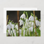 雪 ポストカード (正面/裏面)