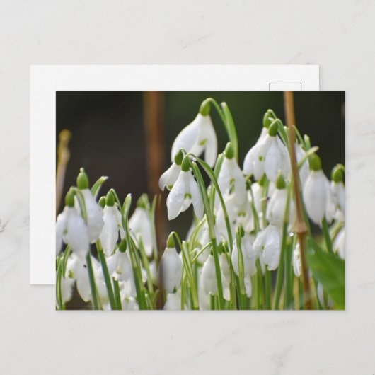 雪 ポストカード (正面/裏面)