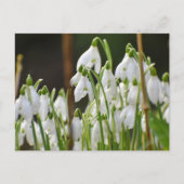 雪 ポストカード (正面)