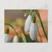 雪 ポストカード (正面)