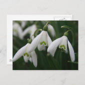 雪 ポストカード (正面/裏面)