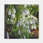 雪 マグネット (正面)