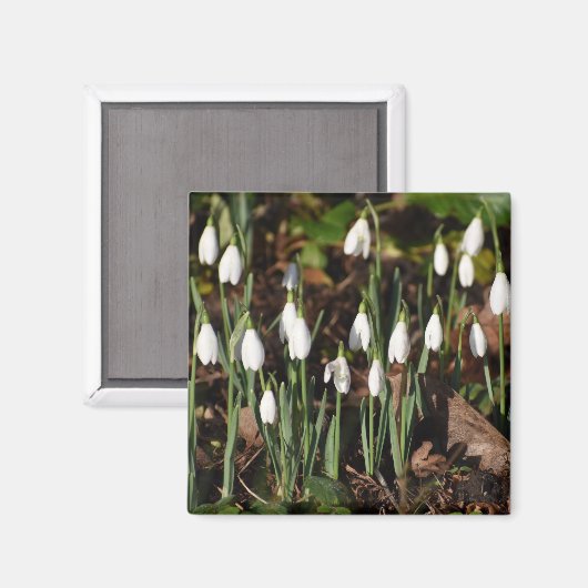 雪 マグネット (正面/裏面)